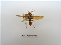 藏品(黑紋長腳蜂)的圖片